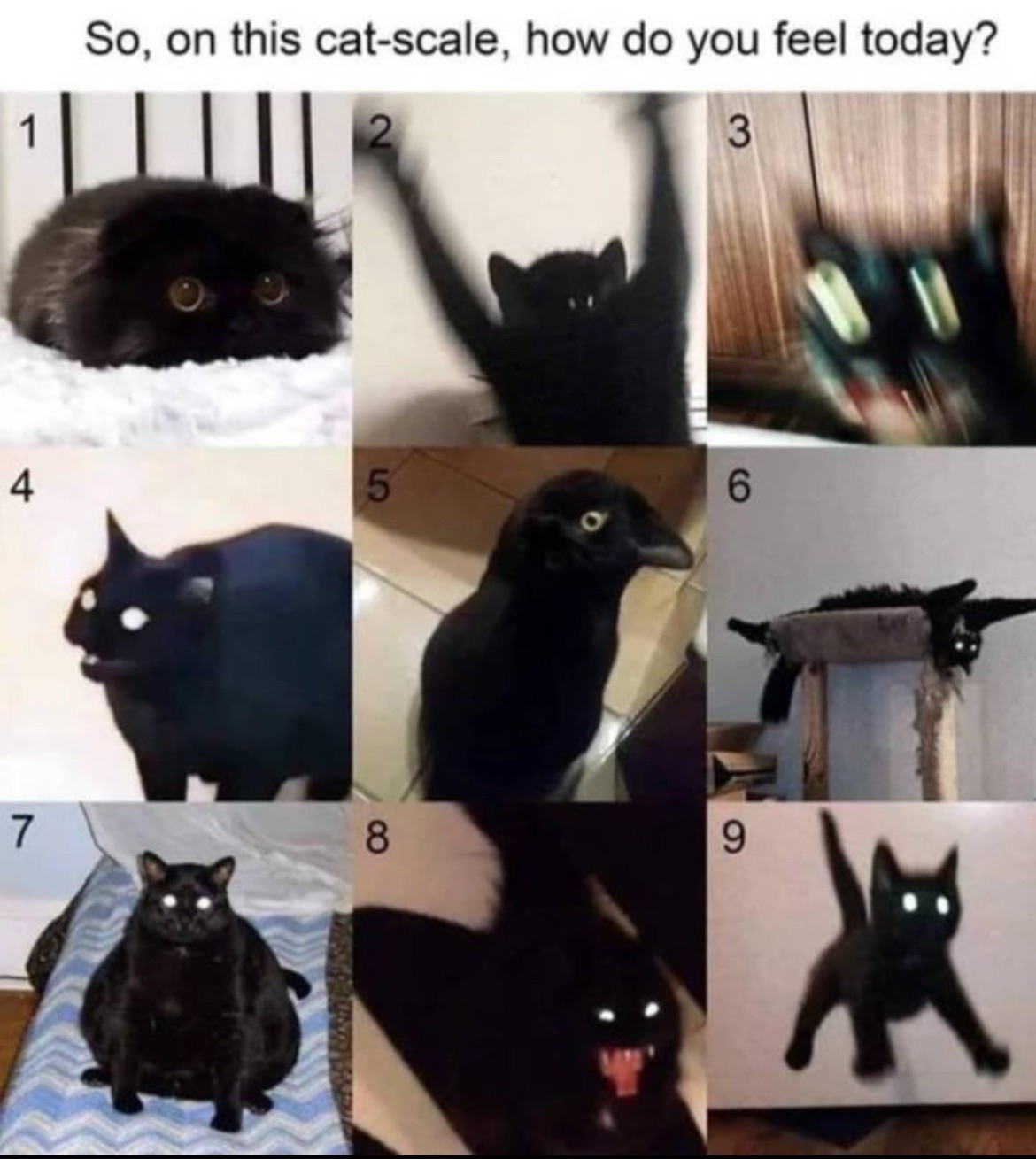 On this cat-scale,