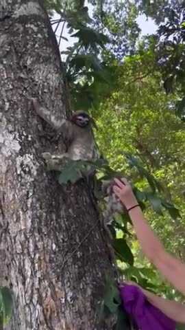 Baby sloth reunited with its mom