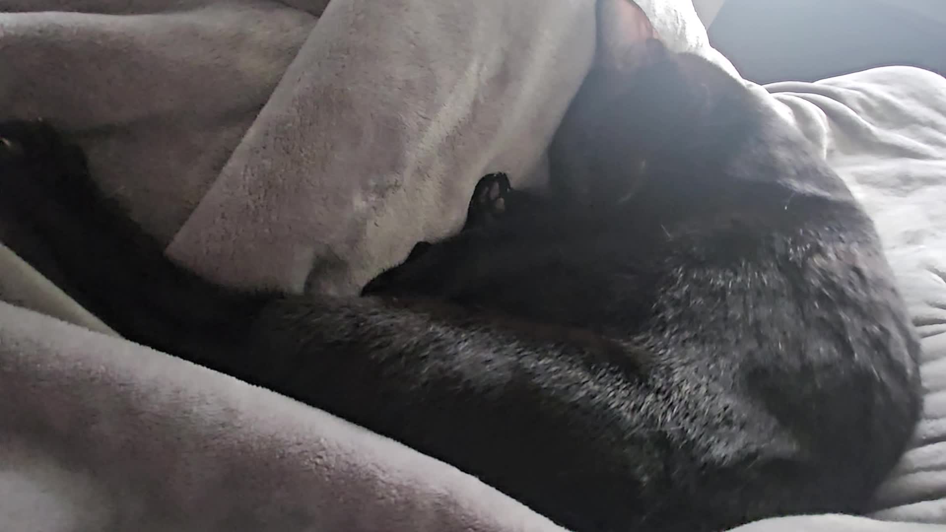 lap nap