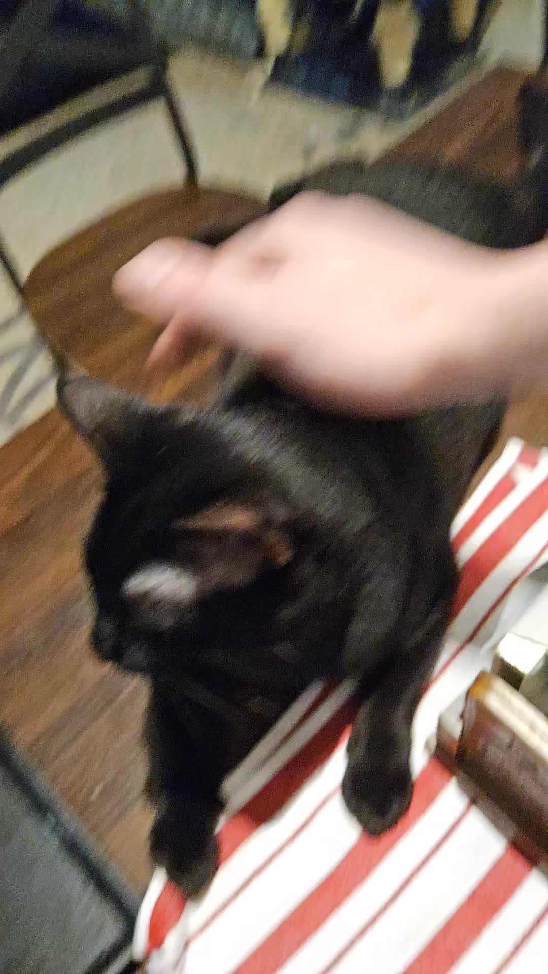 good meowning