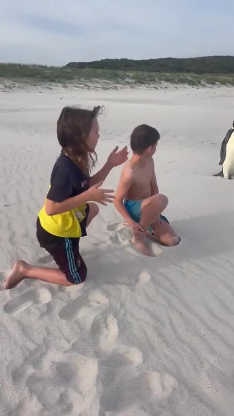 Unusual encounter on a beach in Australia with an emperor penguin