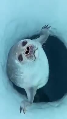 How a seal’s nose prevents water from entering its lungs