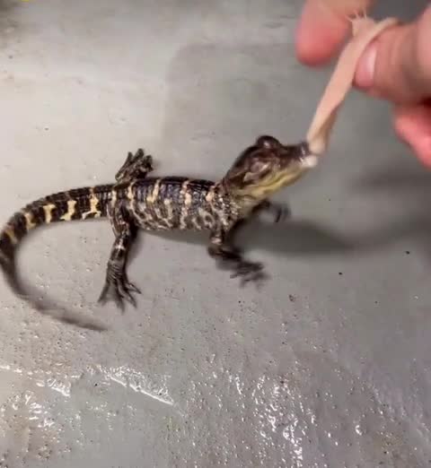 This baby alligator just started doing the death roll...