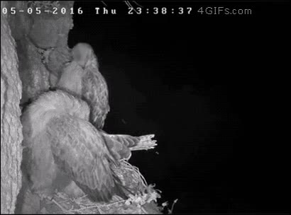 Owl hunting at night is a nightmare