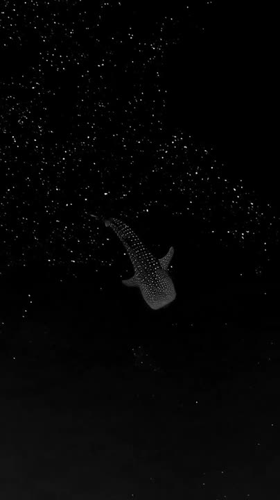 Whale Shark gliding thu Bioluminescent Algae looks like its floating in space