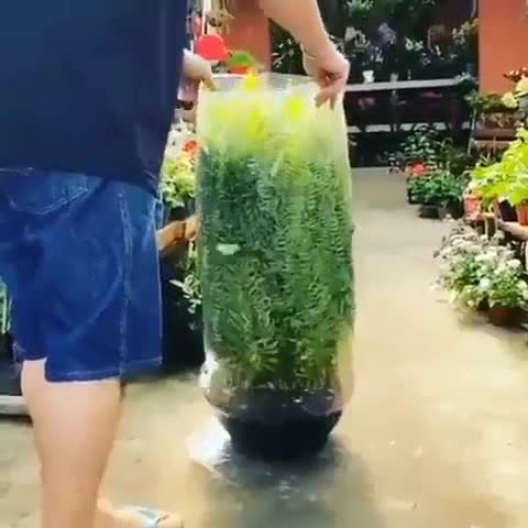 Taking the packaging off of this fern