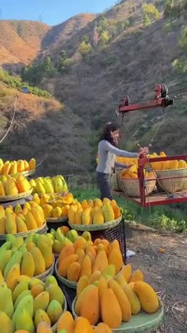 Almost seedless mango (Mahachanok from Thailand)