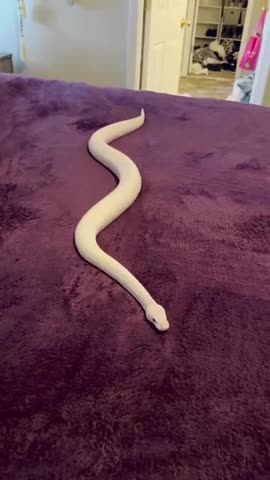 Snake just vibing on a plush blanket