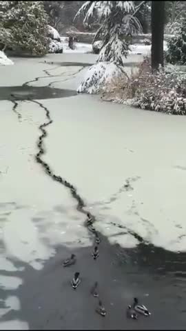 There was a quack in the ice.