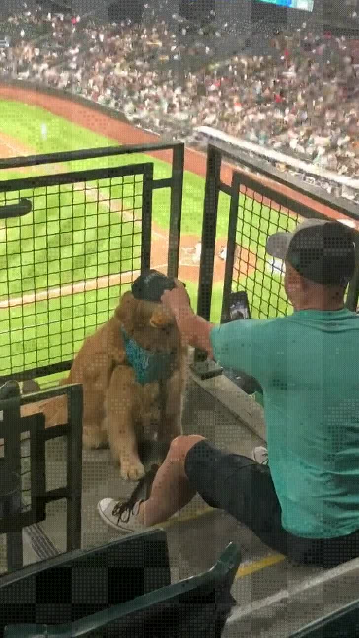 Good boy trying his hardest to pose with food at the ballpark