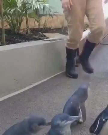 Penguin’s reaction when her favorite human comes to check up on her..