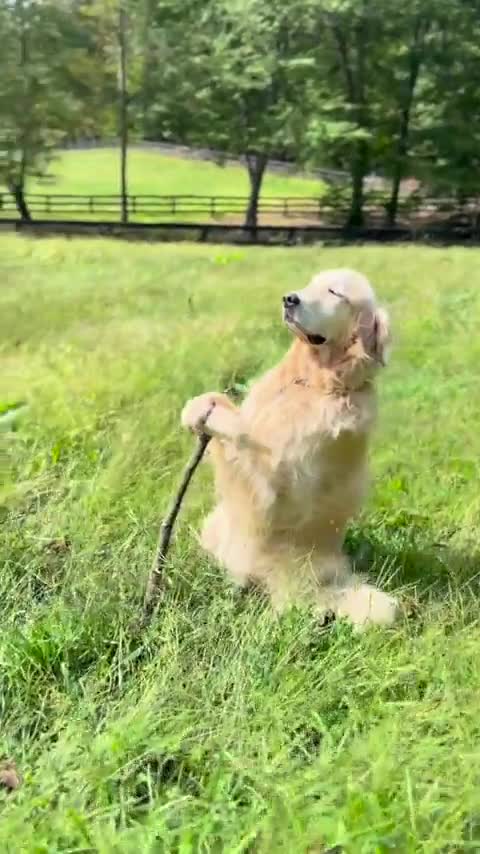 “Gandalf the Golden”