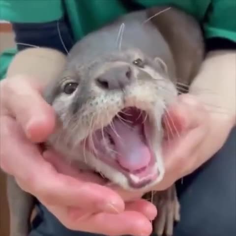 Drop Everything And See This Otter Yawn.