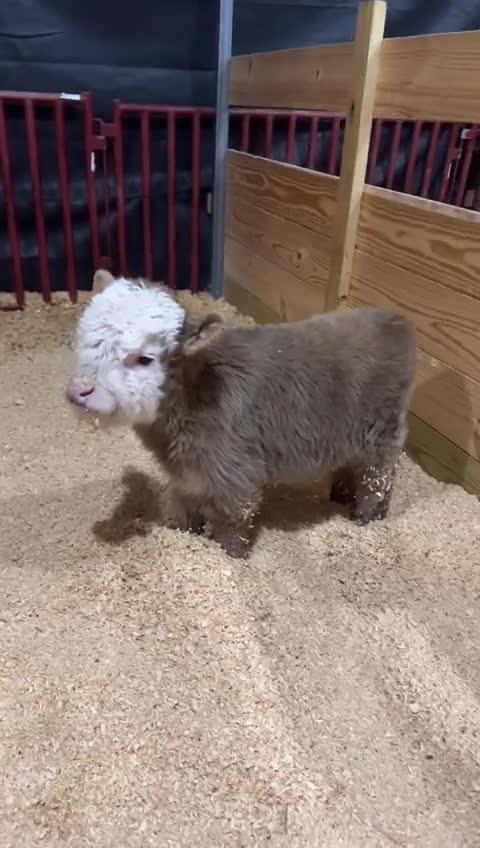 Little baby calf
